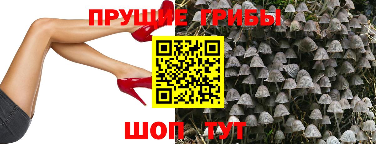 Киреевск  Псилоцибиновые грибы GOLDEN TEACHER  Вход с VPN  Псилоцибиновые грибы Psilocybine cubensis 